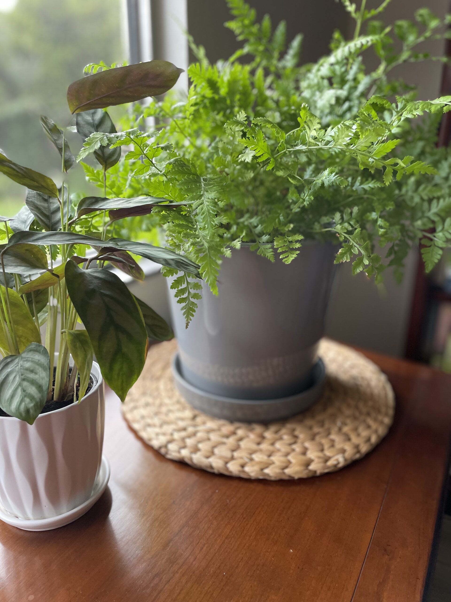 house plants grouped together